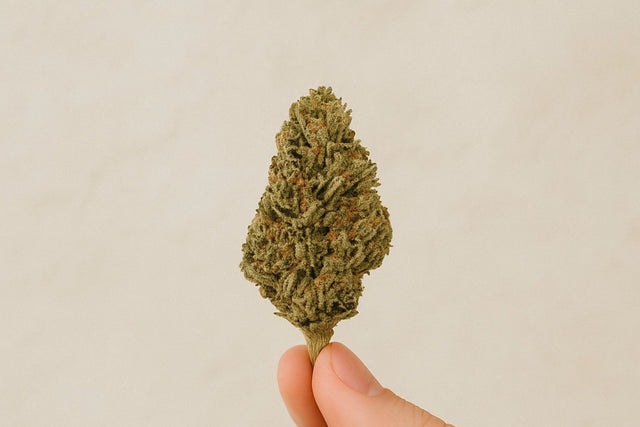 Nahaufnahme einer CBD-Blüte auf hellem Naturhintergrund, Fokus auf Struktur und Farbe der Blüte
