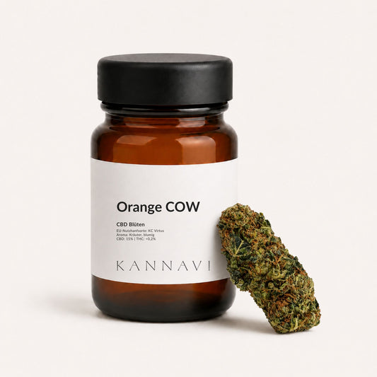 Orange COW CBD-Blüten mit Produktglas und Hanfblüte im Kannavi Stil