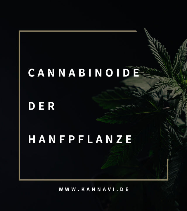 Die verschiedenen Cannabinoide in der Hanfpflanze: Eine umfassende Übersicht