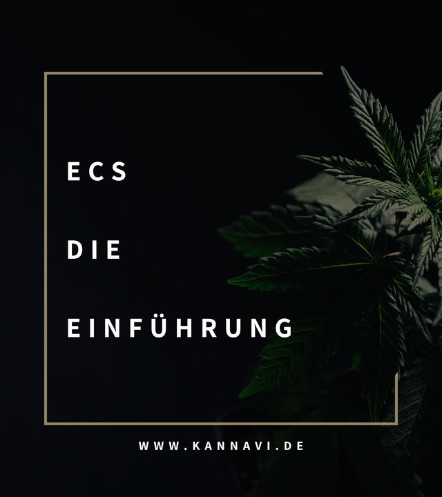 Eine Einführung in die Wissenschaft hinter Cannabis:Das Endocannabinoid-System