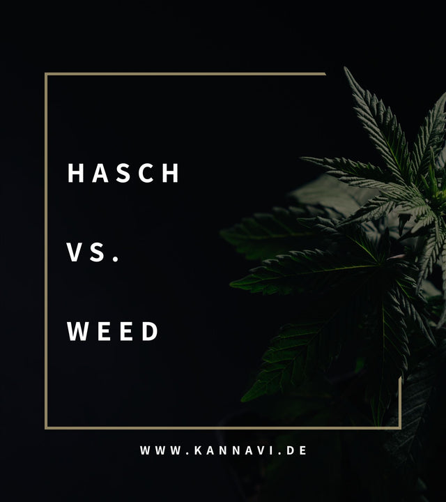 Der Unterschied zwischen Hasch und Weed