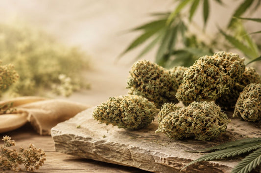 CBD-Blüten auf Naturstein mit Hanfblättern und botanischen Akzenten für den Kannavi Sortenvergleich