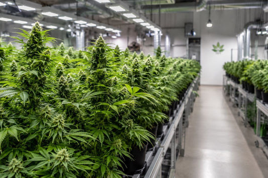 Indoor-Hanfanlage mit dicht wachsenden CBD-Pflanzen unter professioneller Beleuchtung.