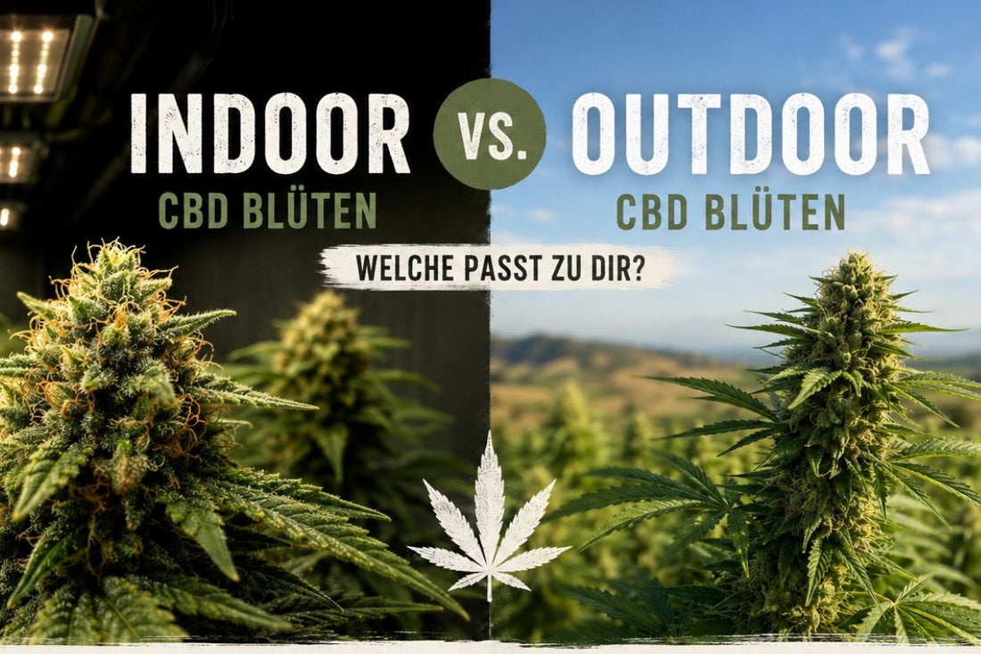 Vergleich von Indoor und Outdoor CBD Blüten mit Anbau, Aroma und natürlichem Sonnenlicht.
