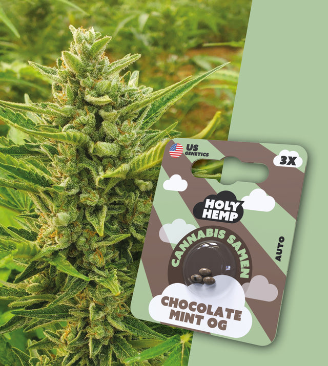 Cannabissamen THC Auto Flowering Chocolate Mint OG von Holy Hemp