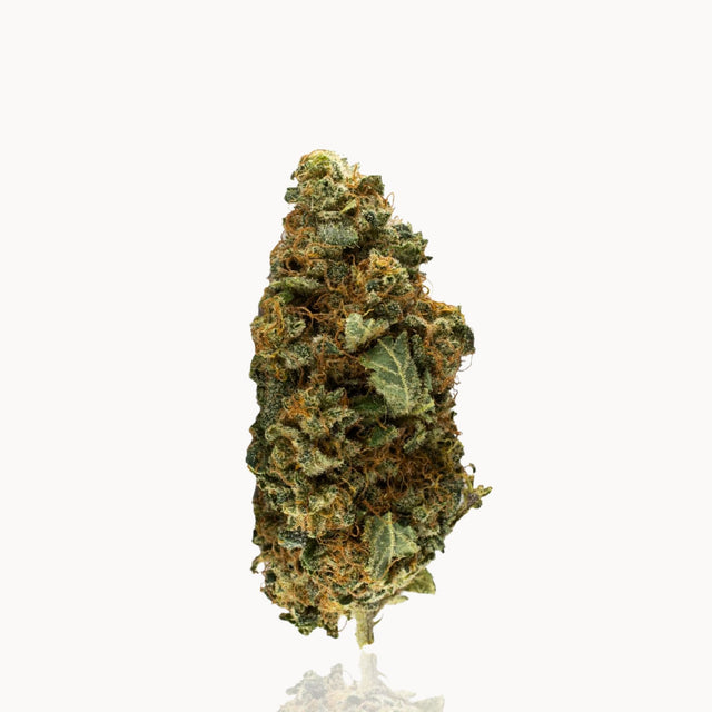 CBD Blüte Gorilla Glue von Kannavi – kraftvoller Duft, harzige Struktur in Nahaufnahme.
