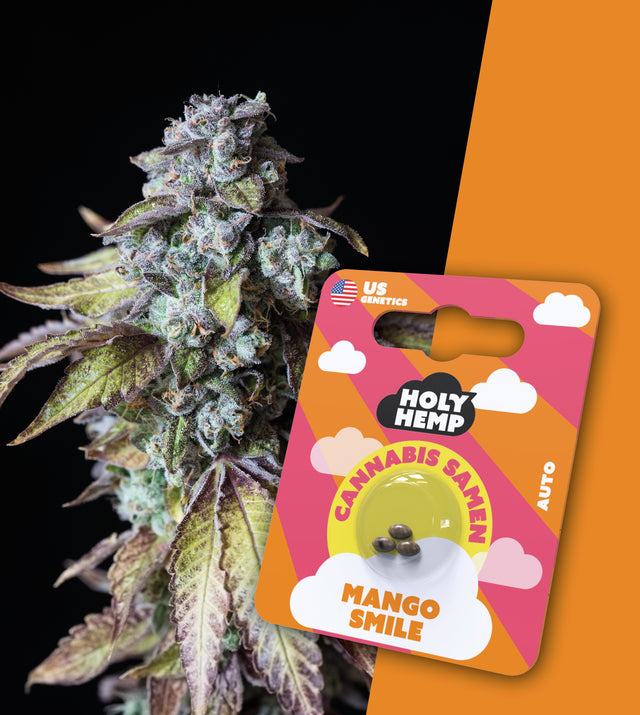 Cannabissamen THC Auto Flowering Mango Smile von Holy Hemp