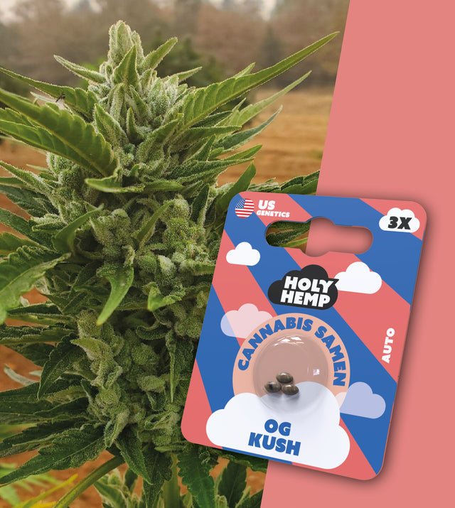 THC Auto Flowering Cannabissamen OG Kush von Holy Hemp