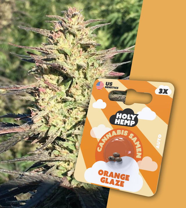Cannabissamen THC Auto Flowering Orange Glaze von Holy Hemp