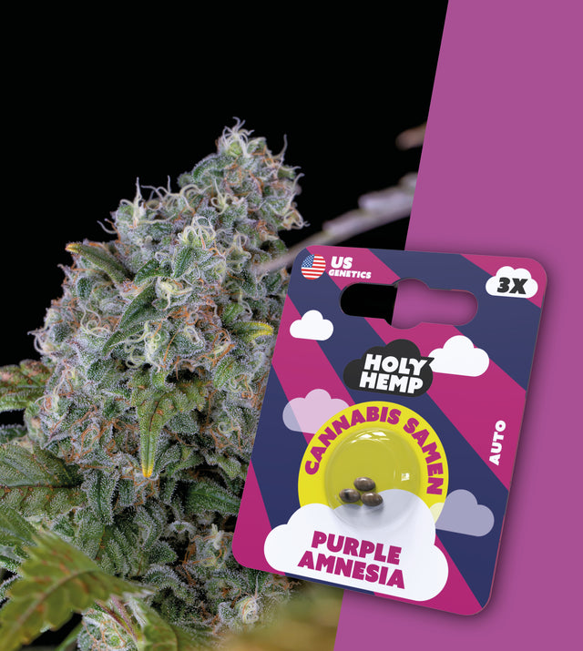 THC Auto Flowering Cannabissamen Purple Amnesia von Holy Hemp