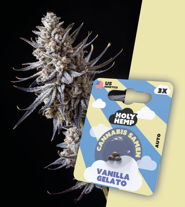 Cannabissamen THC Auto Flowering Vanilla Gelato von Holy Hemp