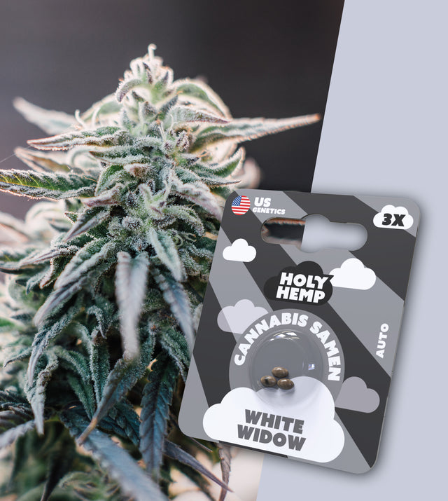 THC Auto Flowering Cannabissamen White Widow von Holy Hemp