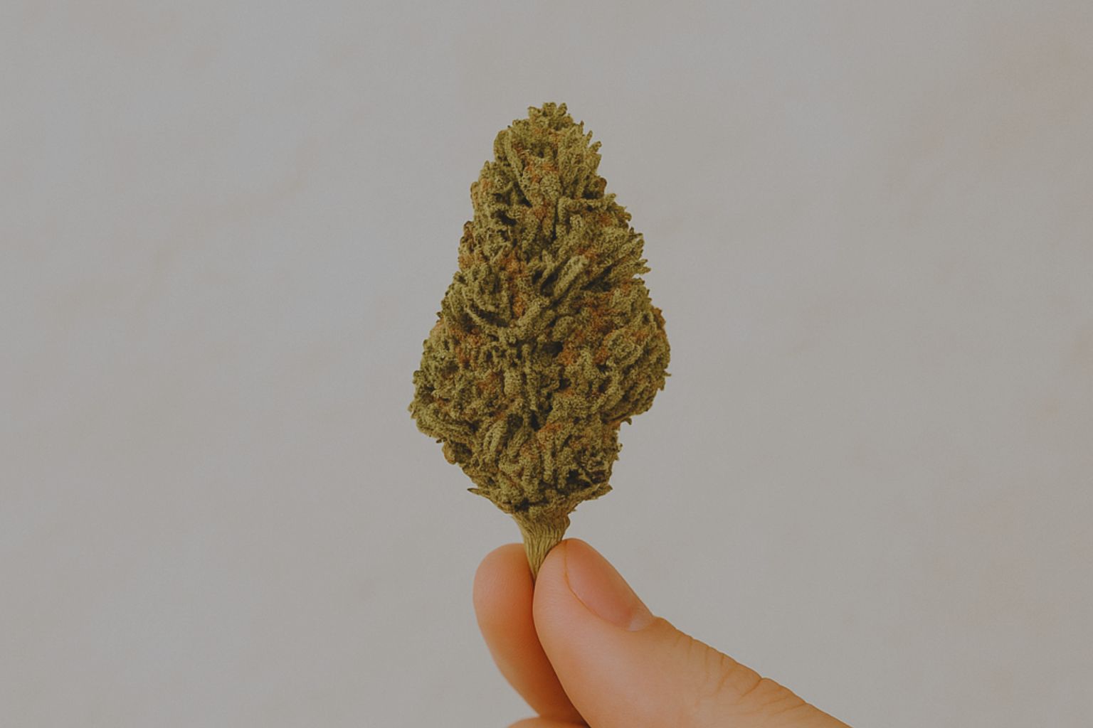 Handgetrimmte Cannabis-Blüten, sorgfältig vorbereitet und hochwertig