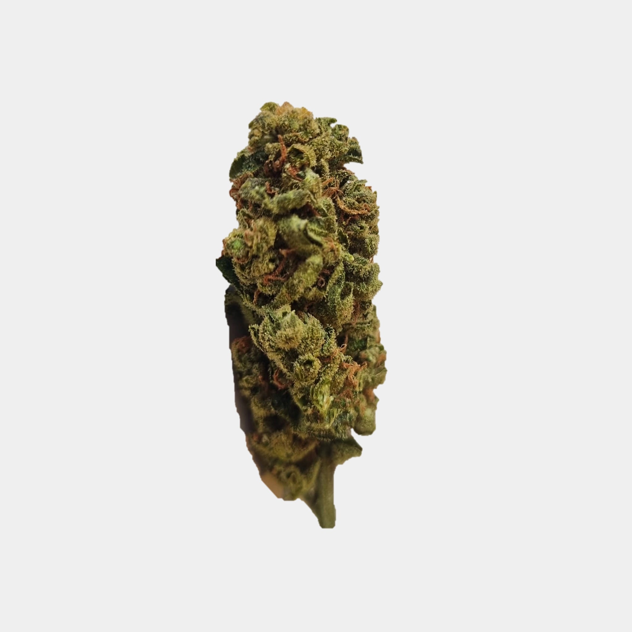 Hanfblüten mit Cannabinol Fedora similar Godfather OG