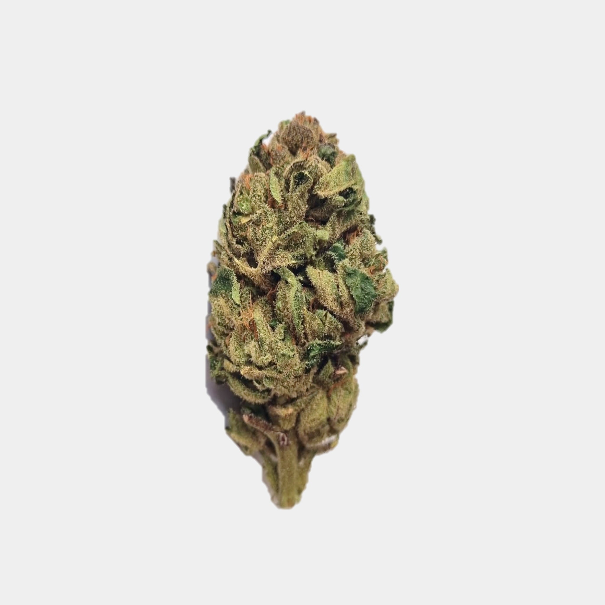 Hanfblüten mit Cannabinol Tiborszallasi similar Super Skunk