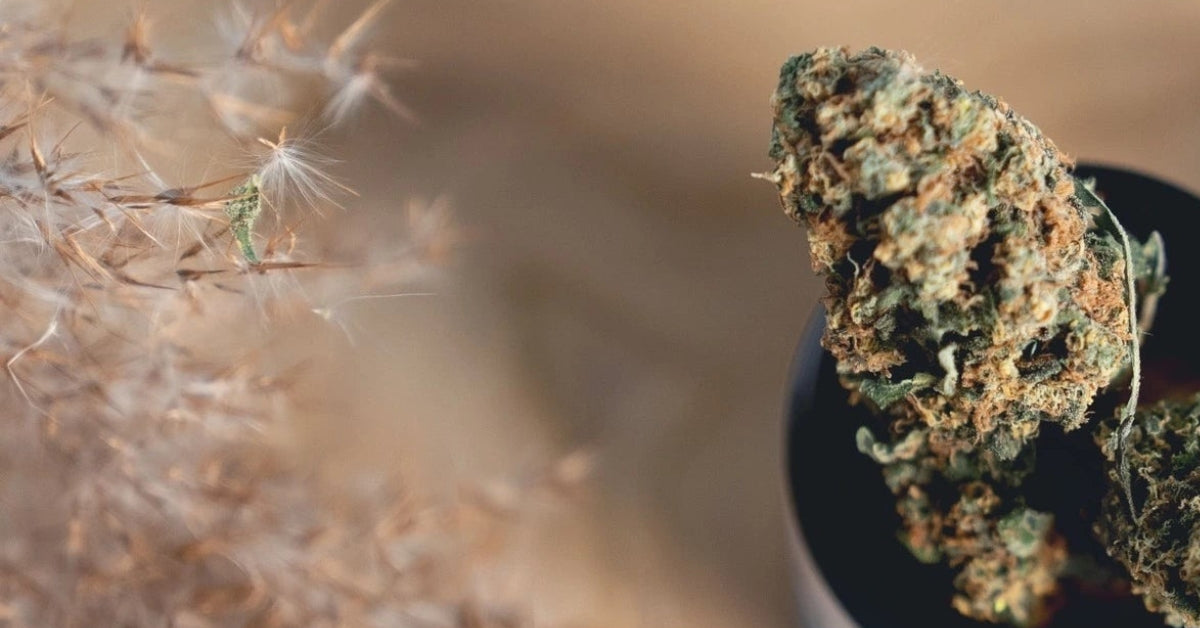 Kannavi dein Hanf und CBD Online Shop seit 2019 für EU-zertifizierte Hanfprodukte